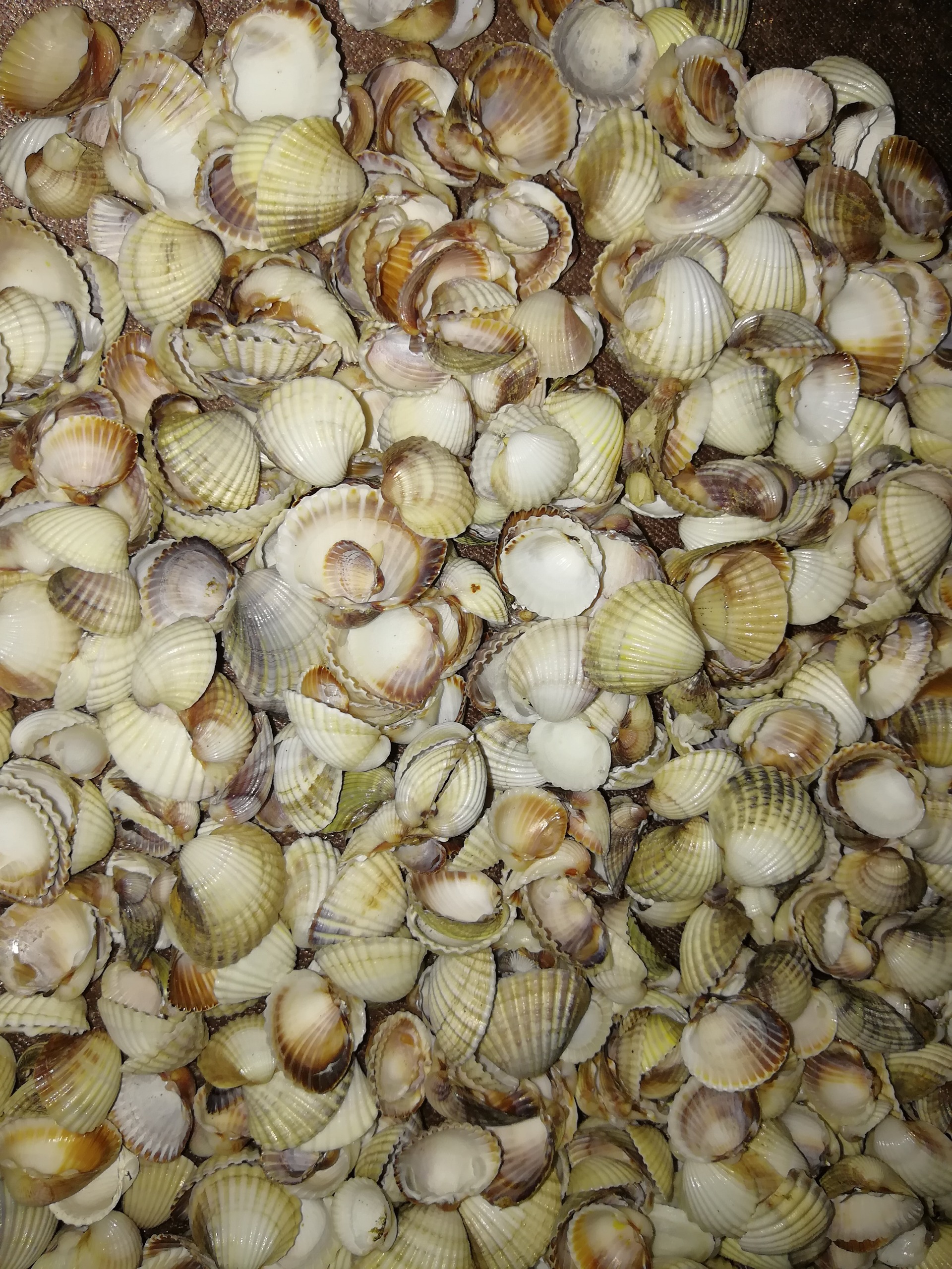 صدف دریا 400گرم