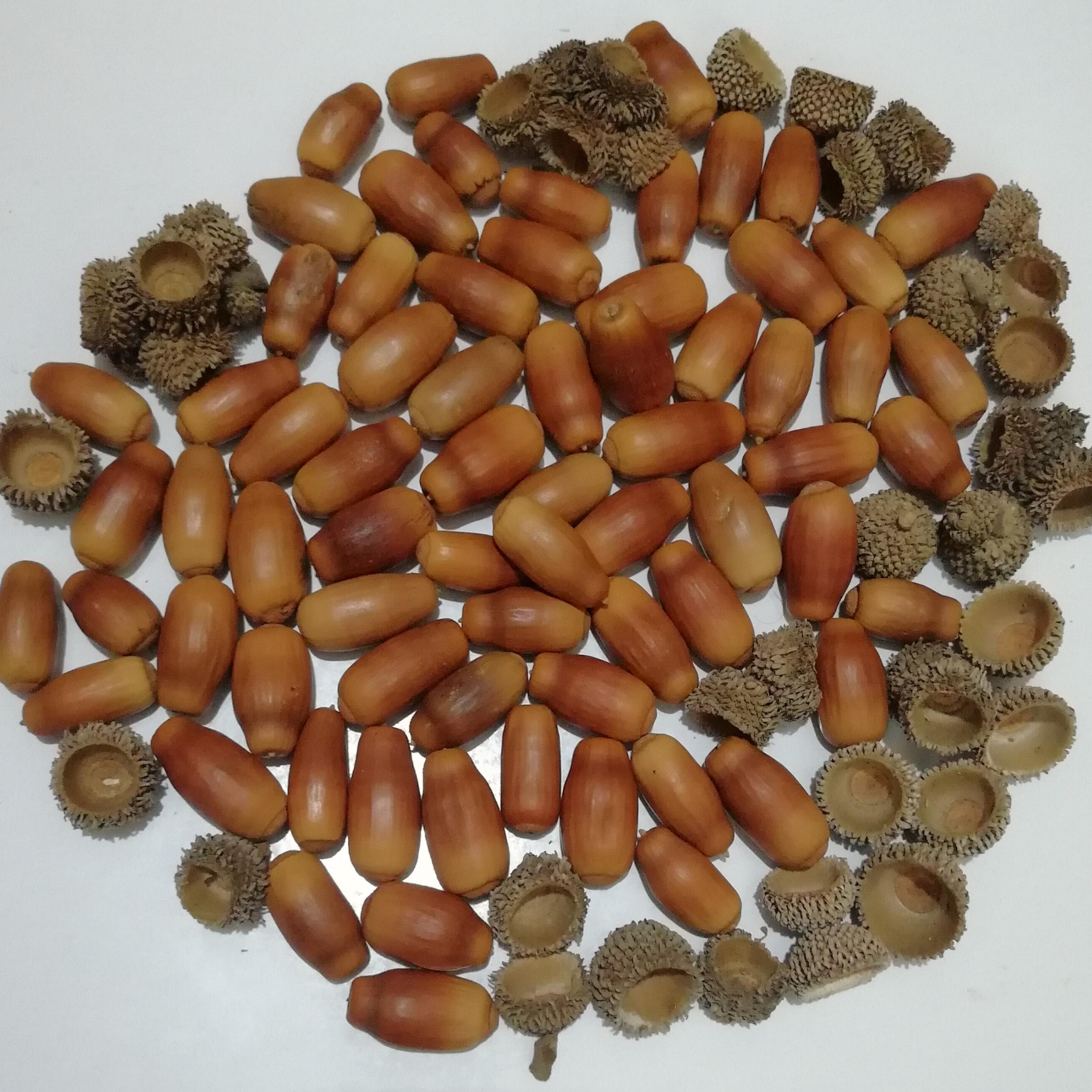 بلوط طبیعی خشک شده یه ساله 70عدد