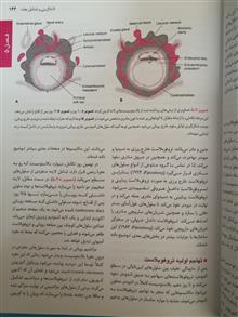 بارداری