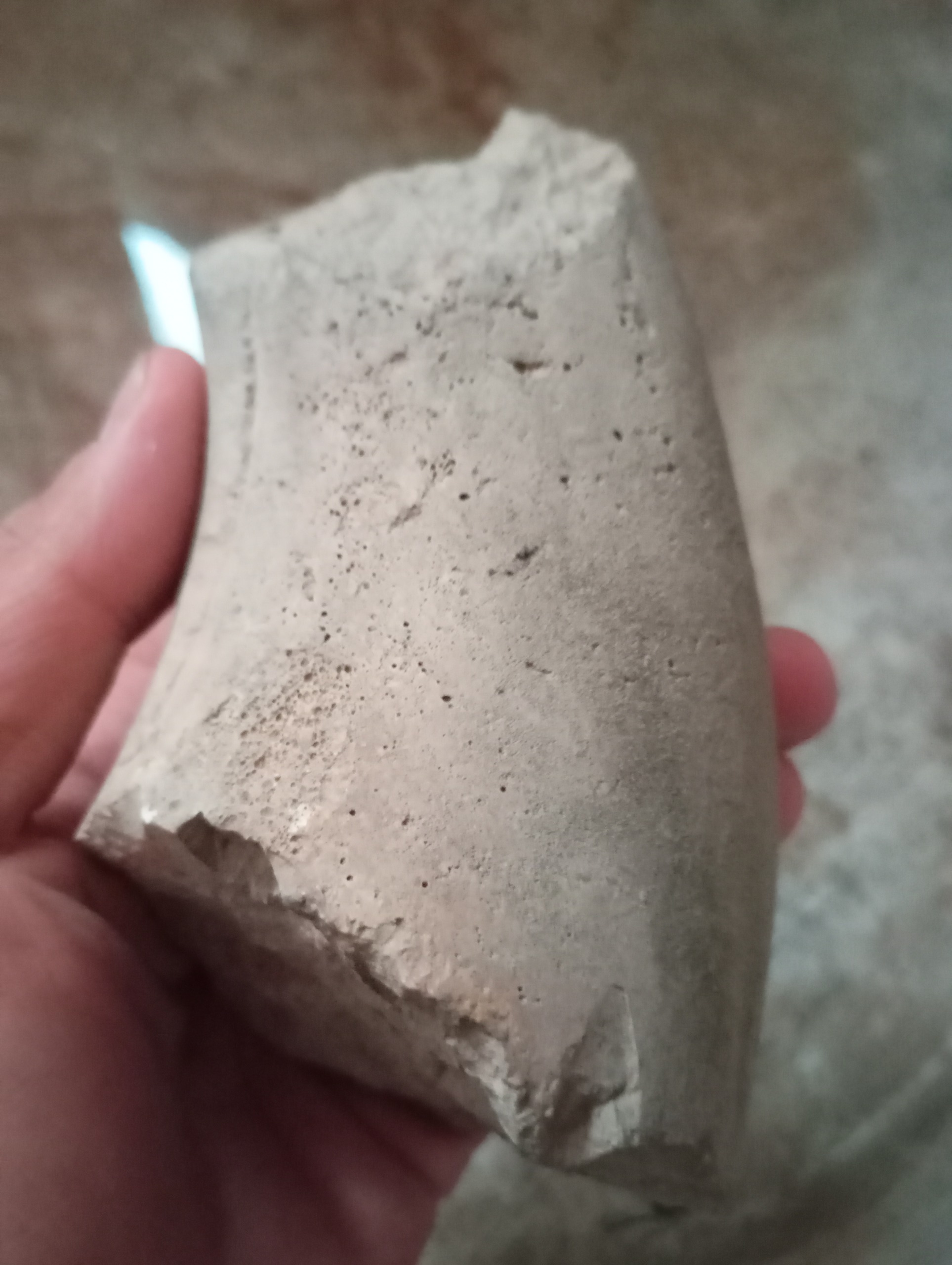 فسیل سنگواره عاج شکسته 1000 ساله