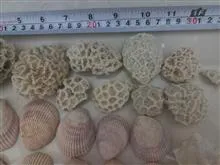 صدف،گوشماهی