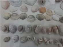 صدف،گوشماهی