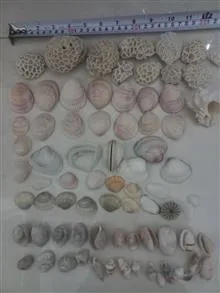 صدف،گوشماهی