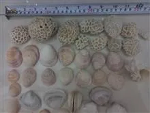 صدف،گوشماهی