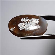 شجربهاری