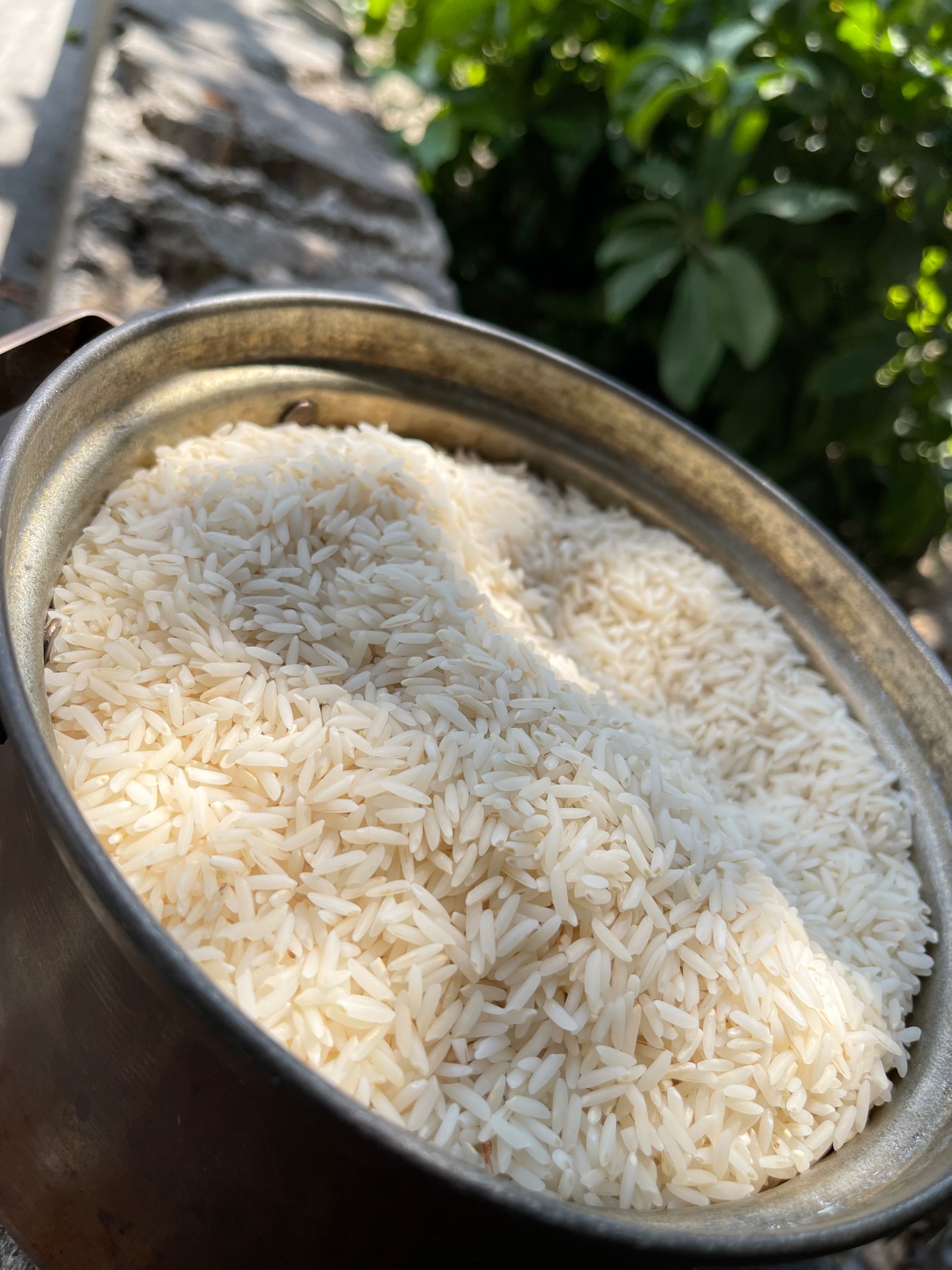 برنج طارم محلی فریدونکنار