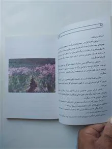 کشت