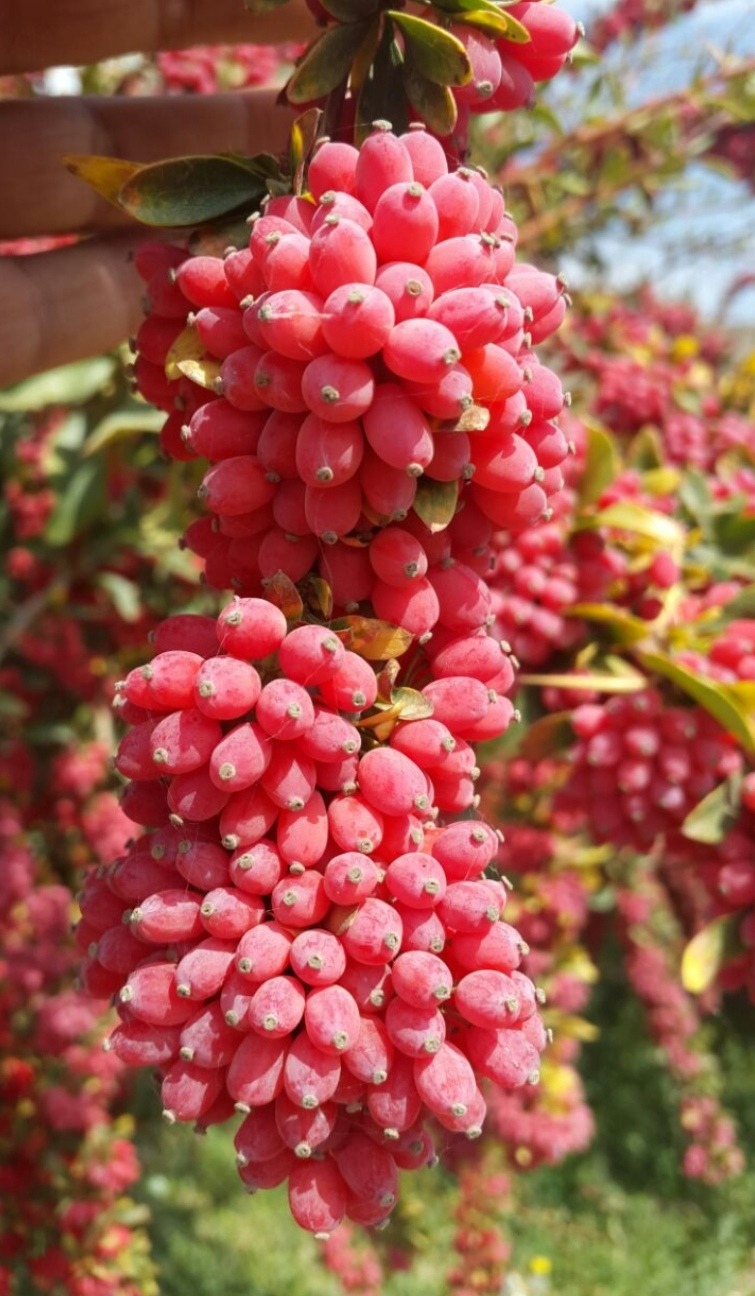 زرشک تازه خراسان