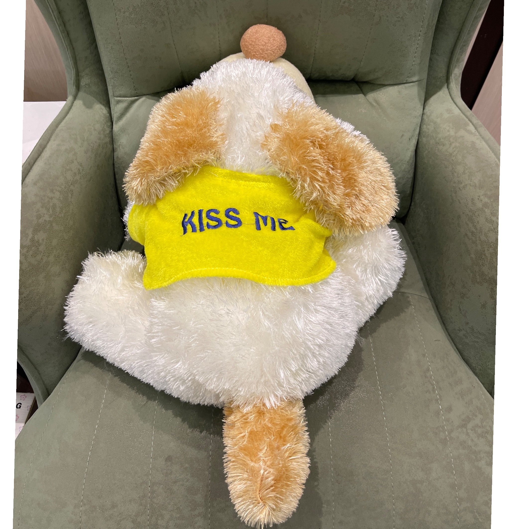 عروس سگ خوابیده کیس می