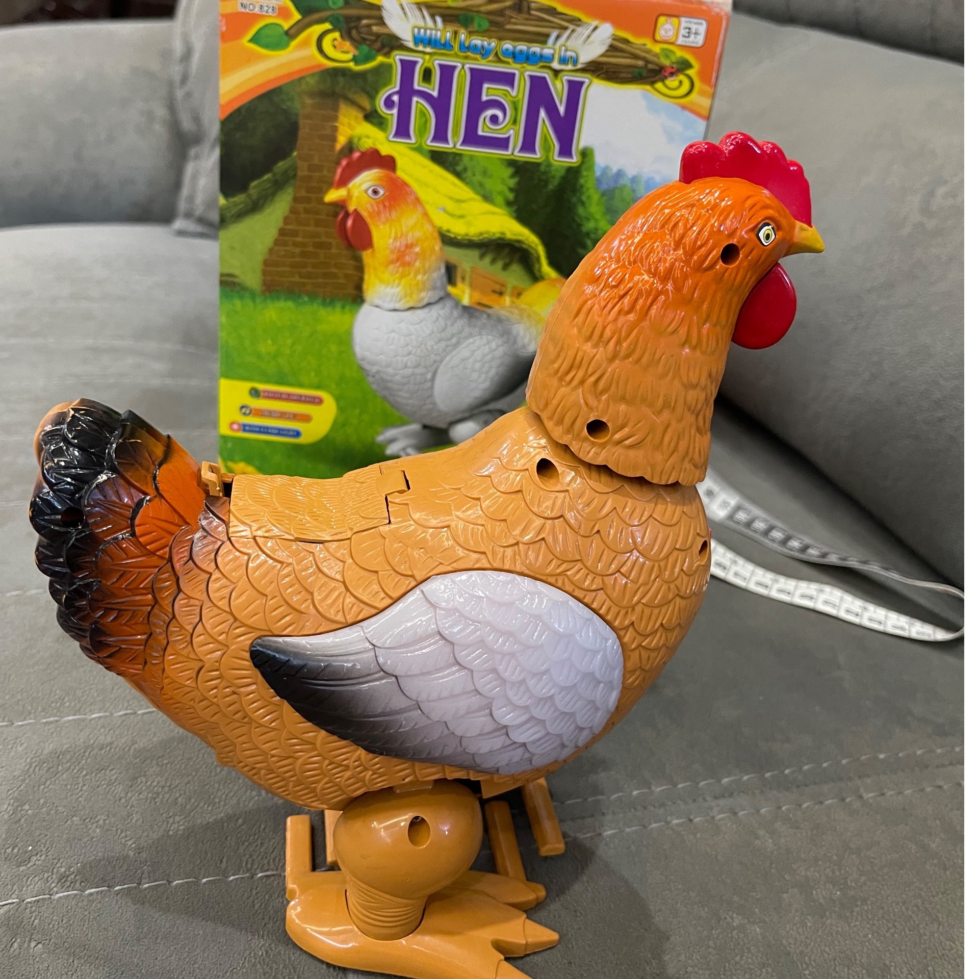 مرغ تخم گذار سالم