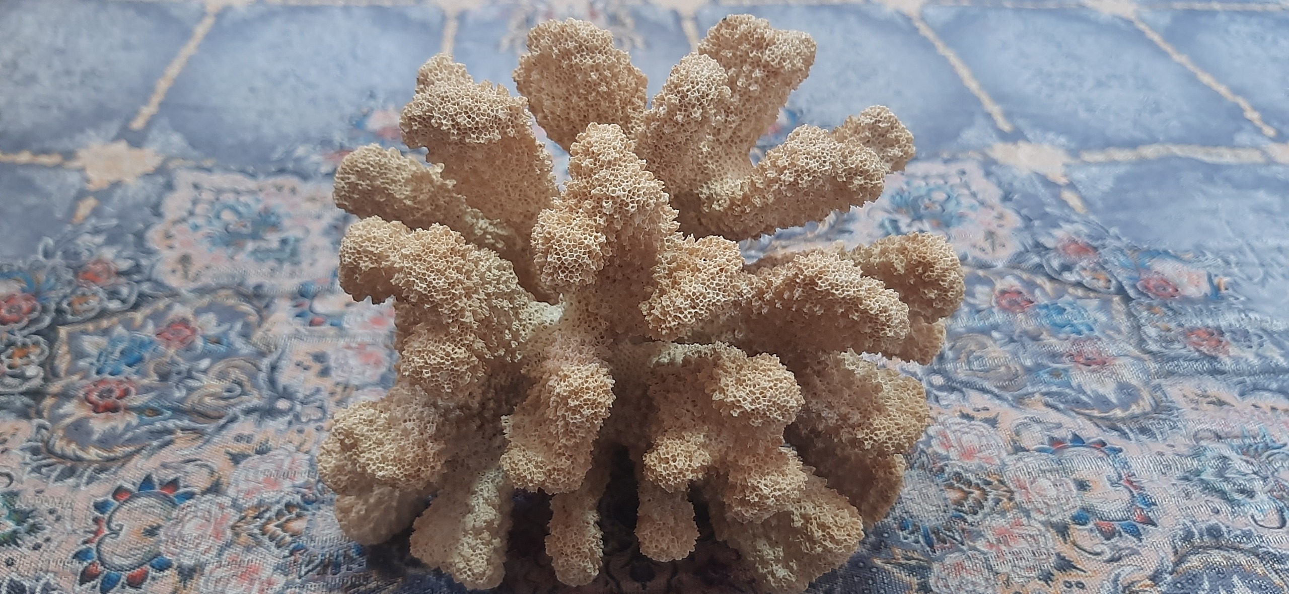 مرجان دریای جنوب 420 گرمی