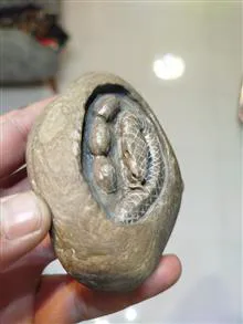 مار