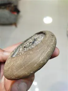 مار
