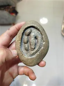 مار