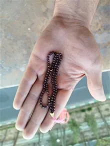 تسبیح
