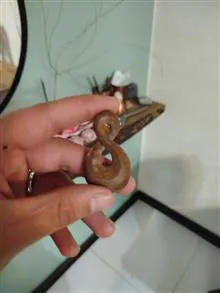 بی
