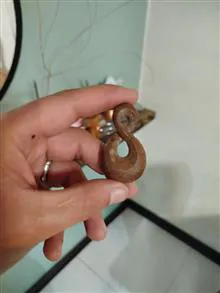 بی
