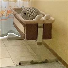 تخت