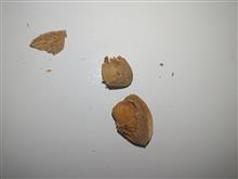 بادام