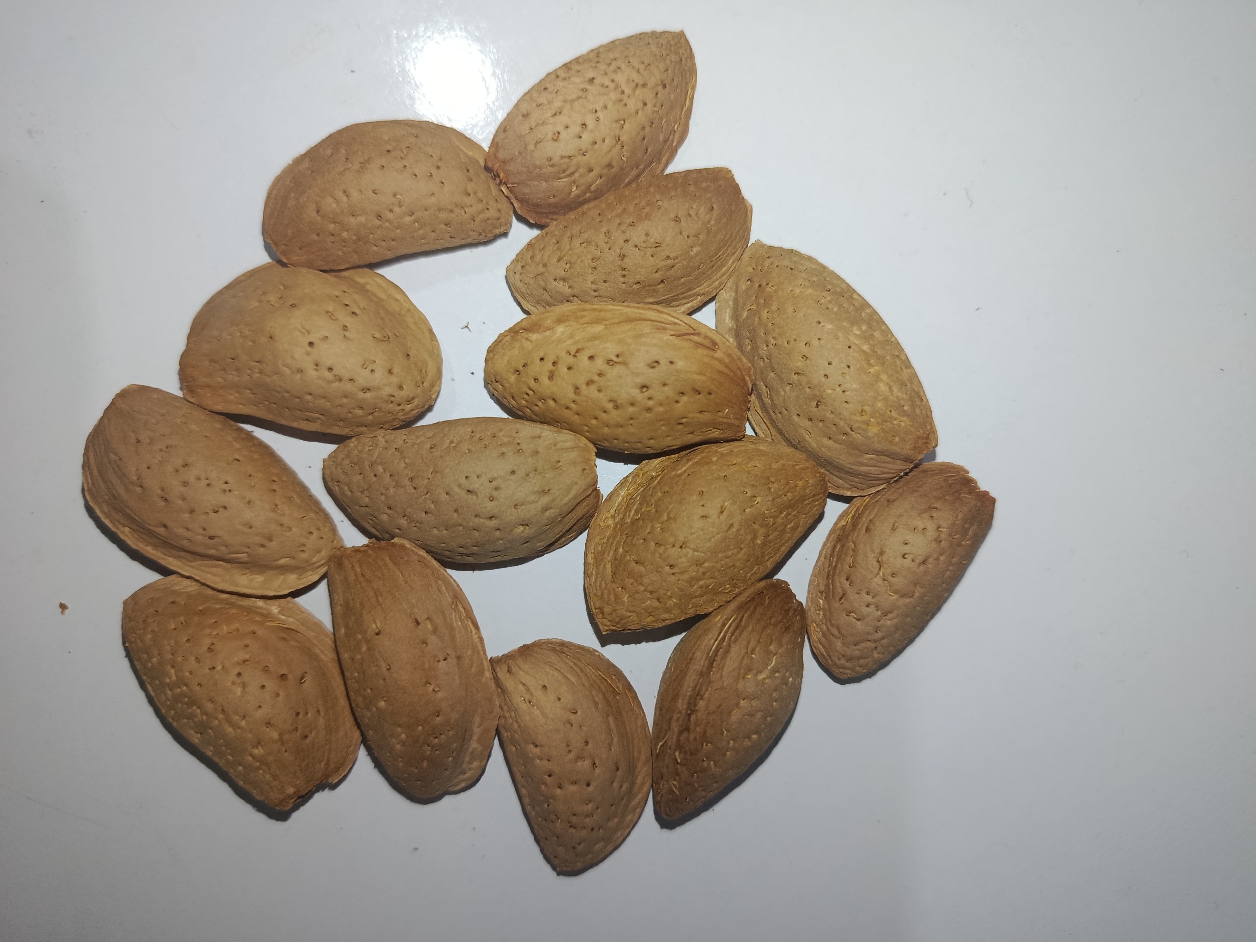 بادام مامایی سامان درجه 1 (صادراتی)