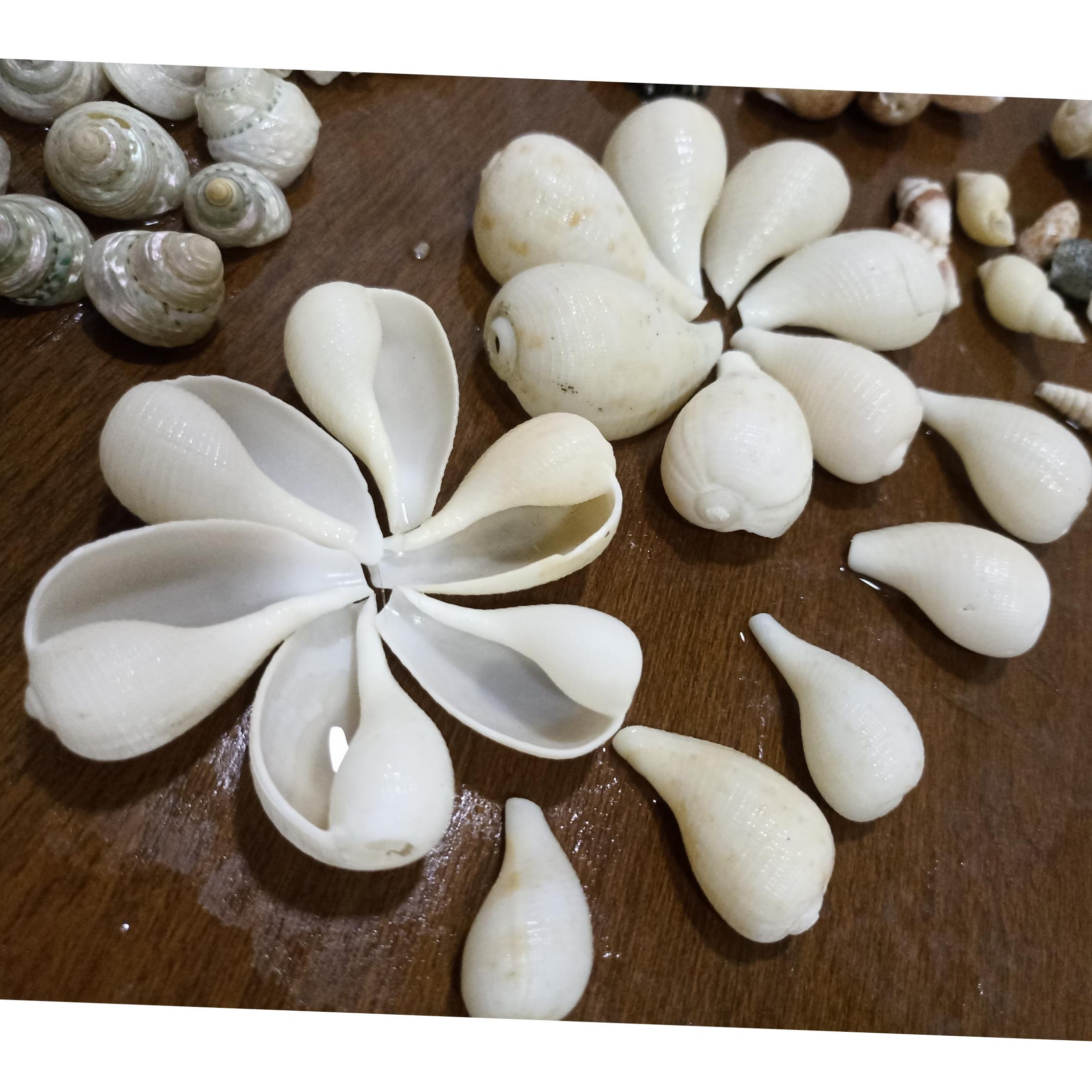 صدف بادومی سفید