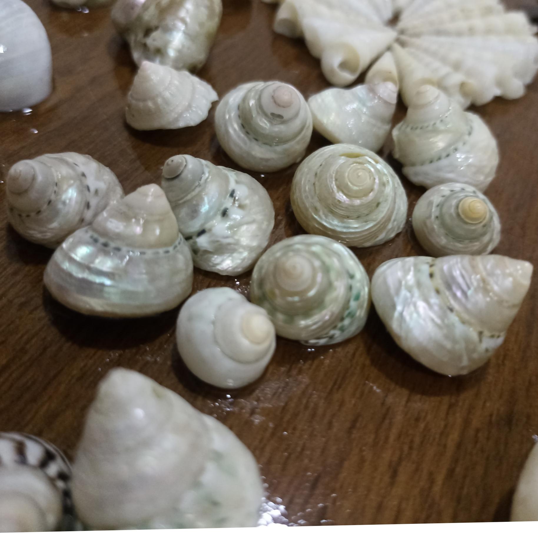 صدف حلزونی براق