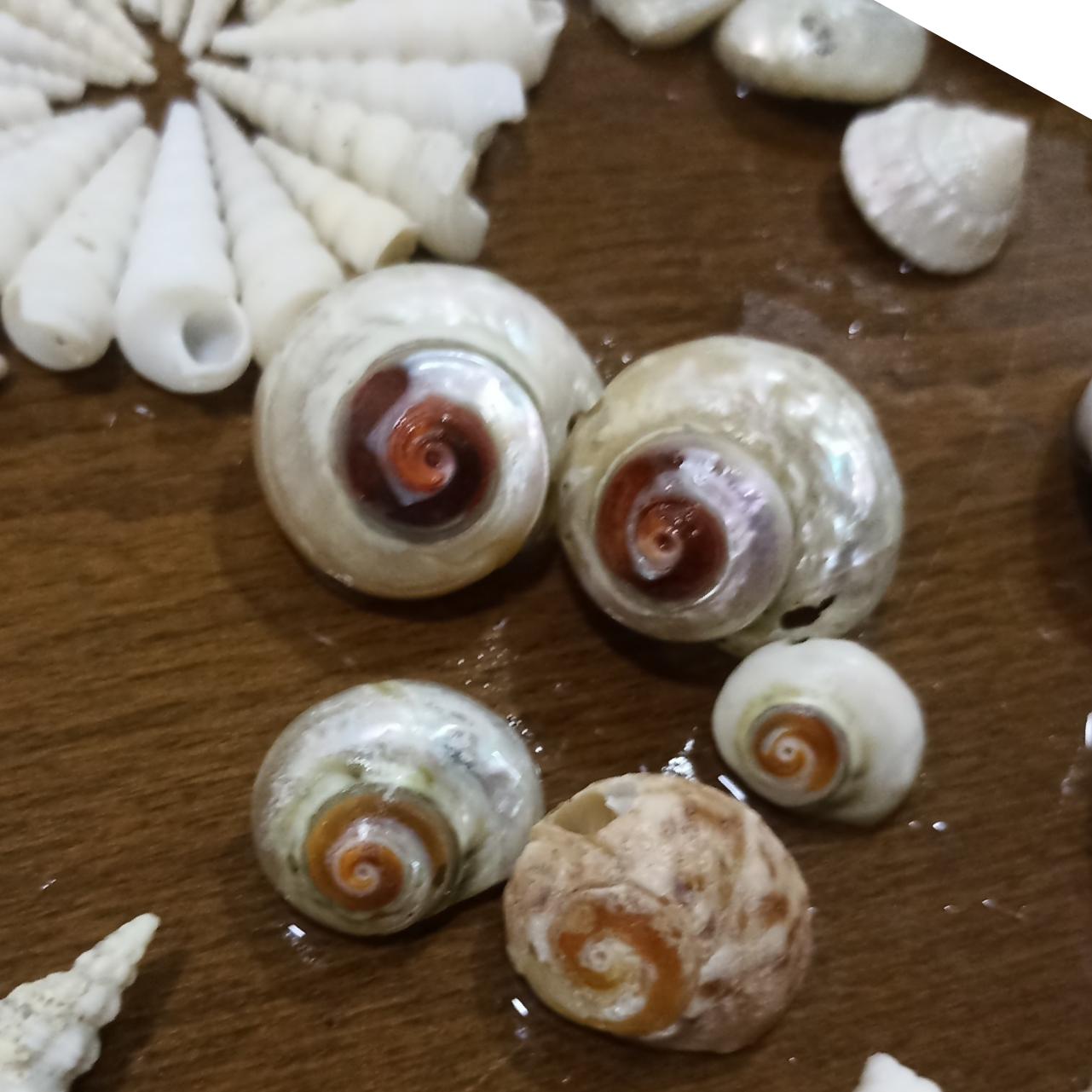 صدف حلزونی براق داخل قرمز