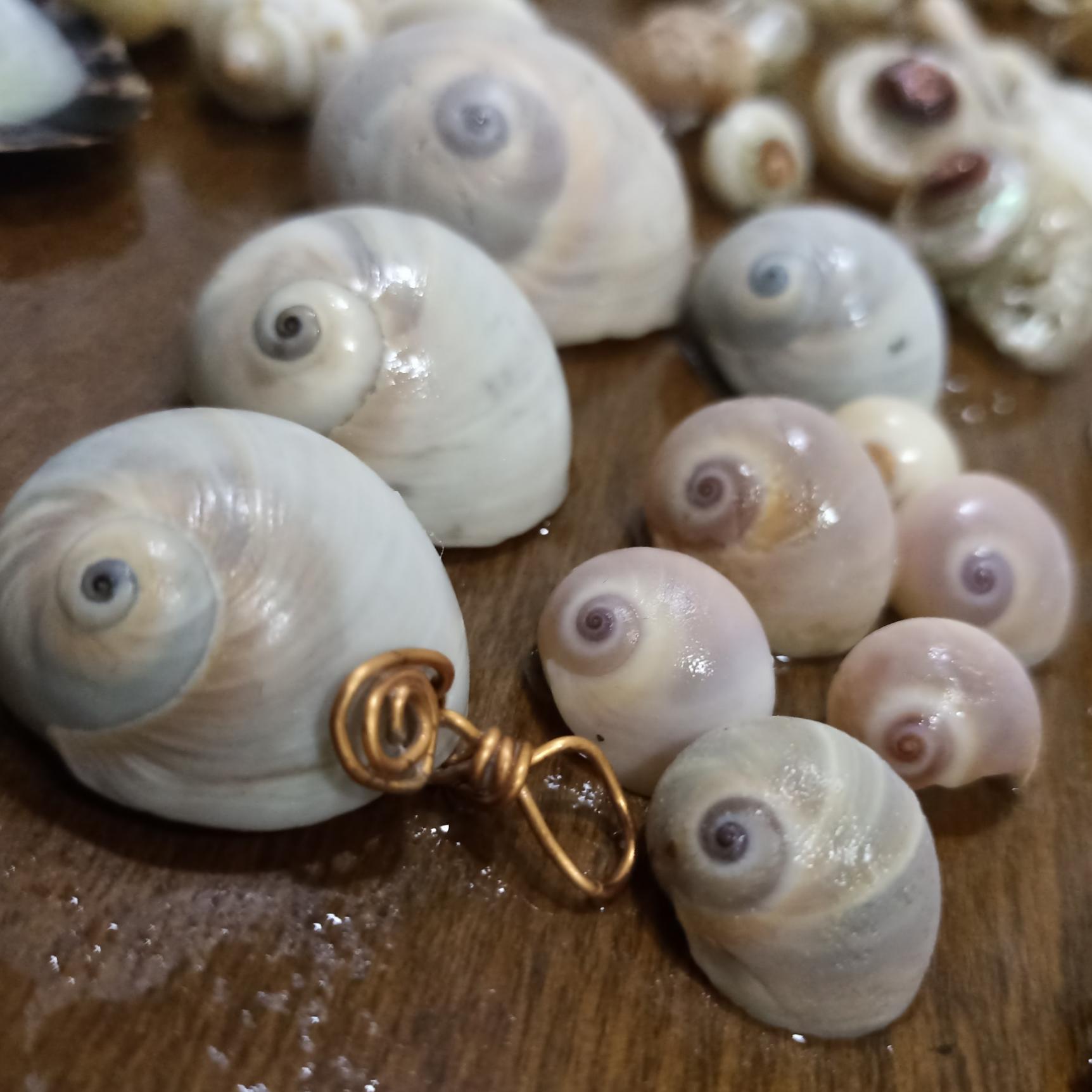 صدف حلزونی چشم کوسه ای رنگ خاص