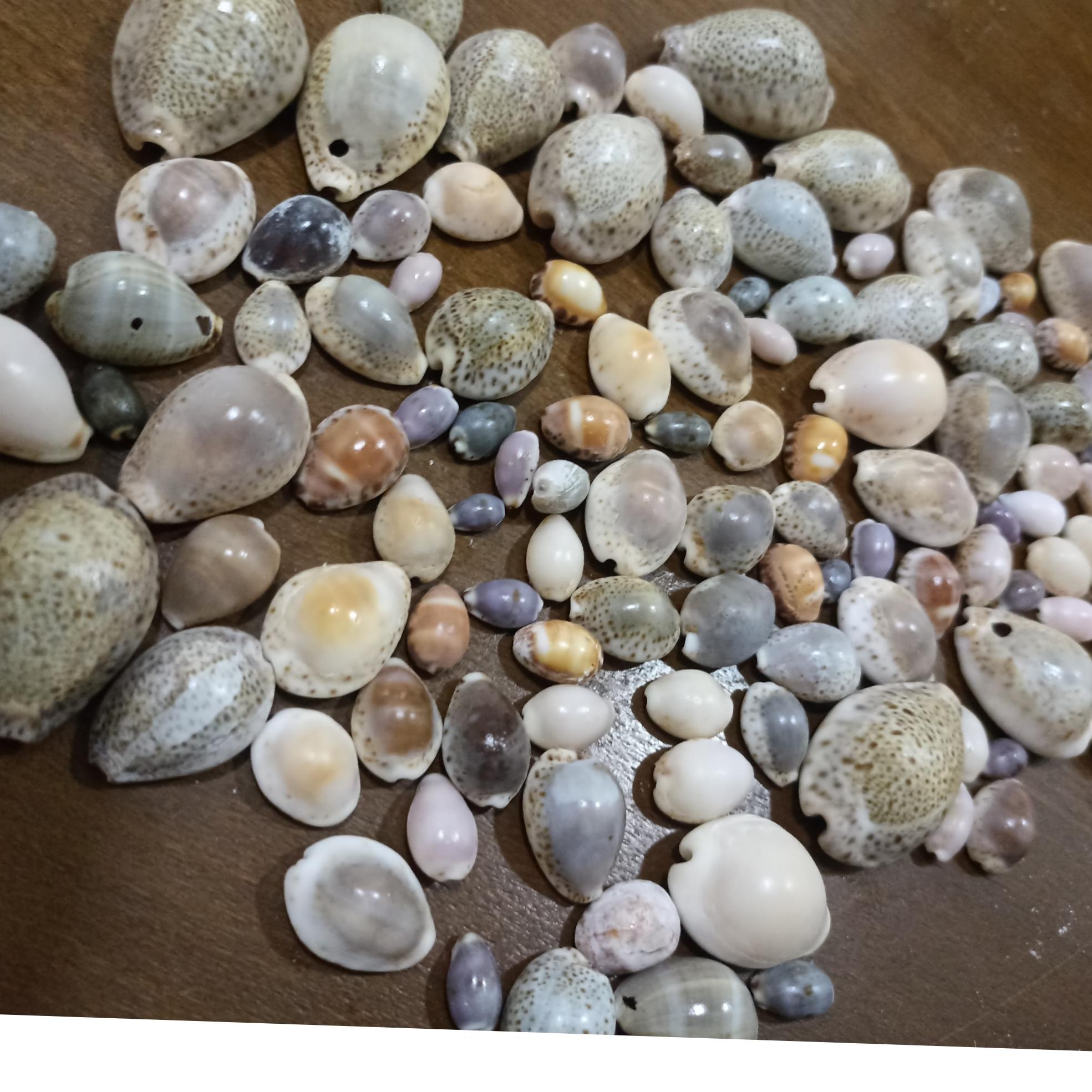 صدف سیپرا آبنباتی