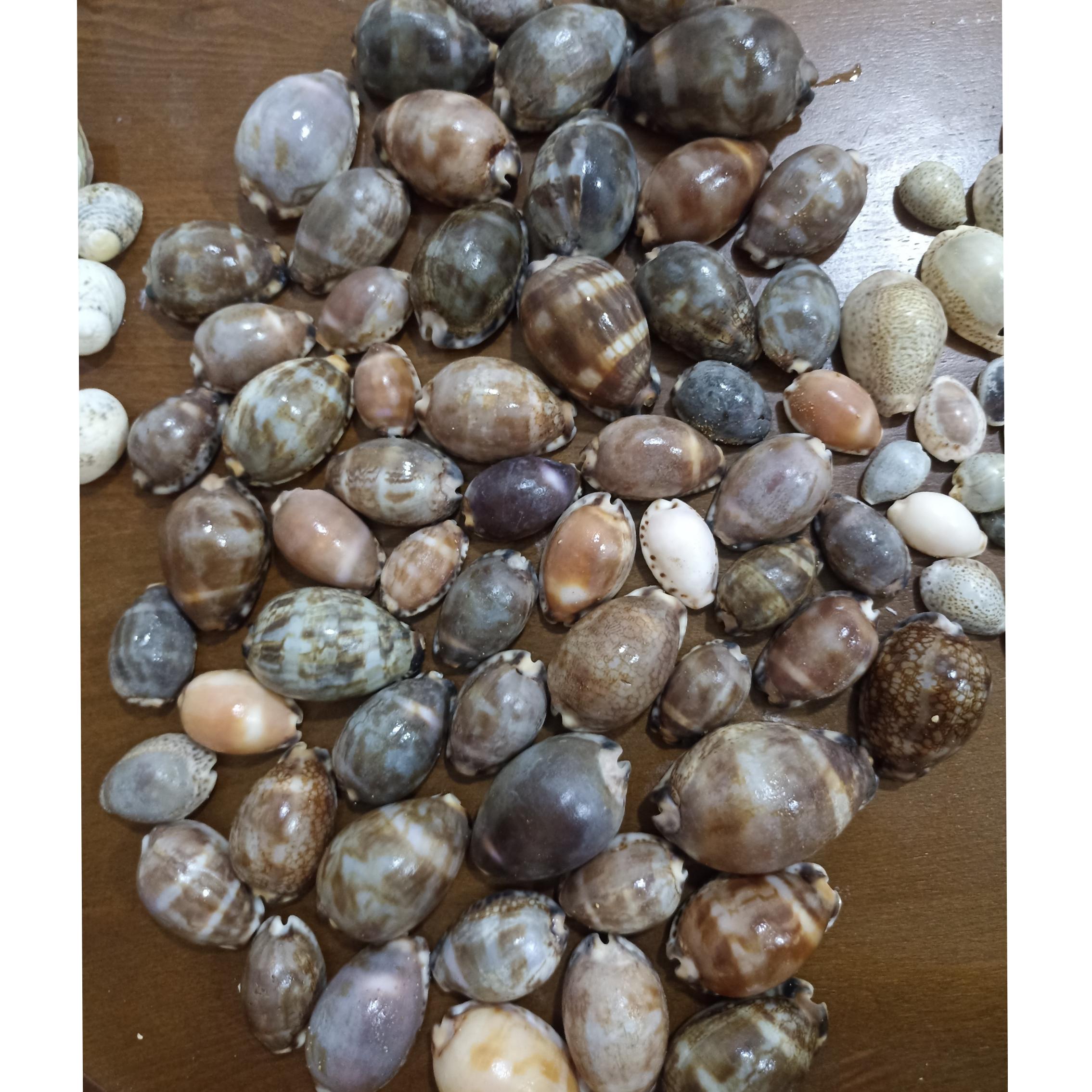 صدف سیپرا لاک پشتی