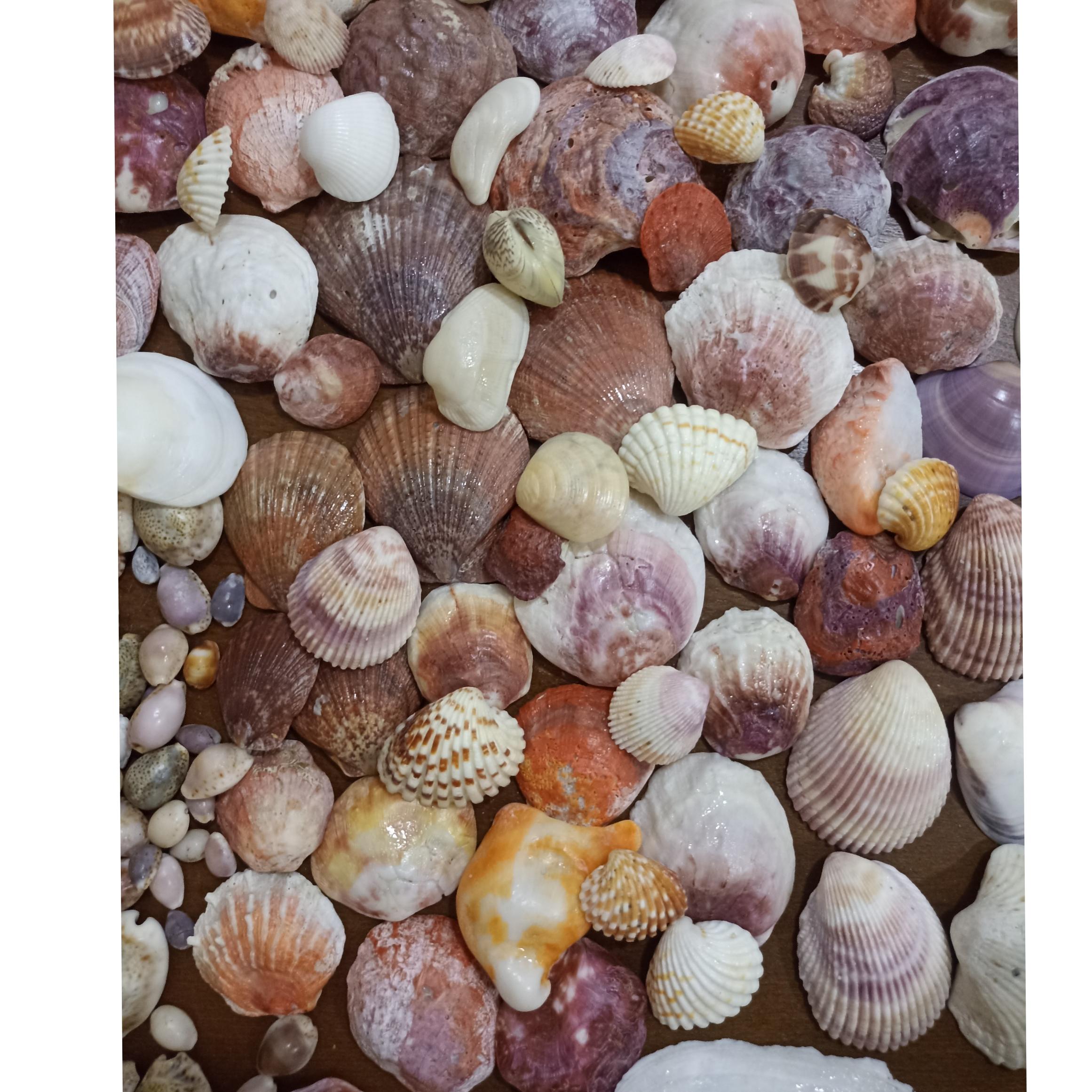 صدف کفه ای رنگی و ساده