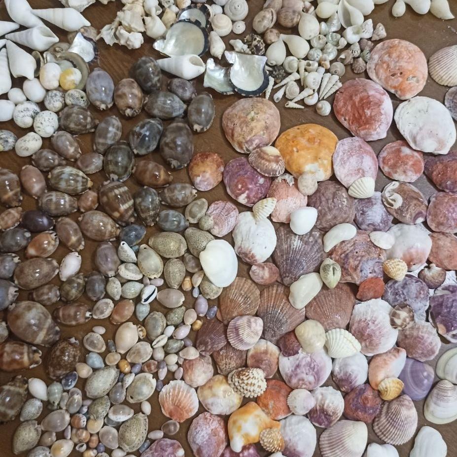 مجموعه صدف دریایی