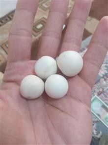 سنگ
