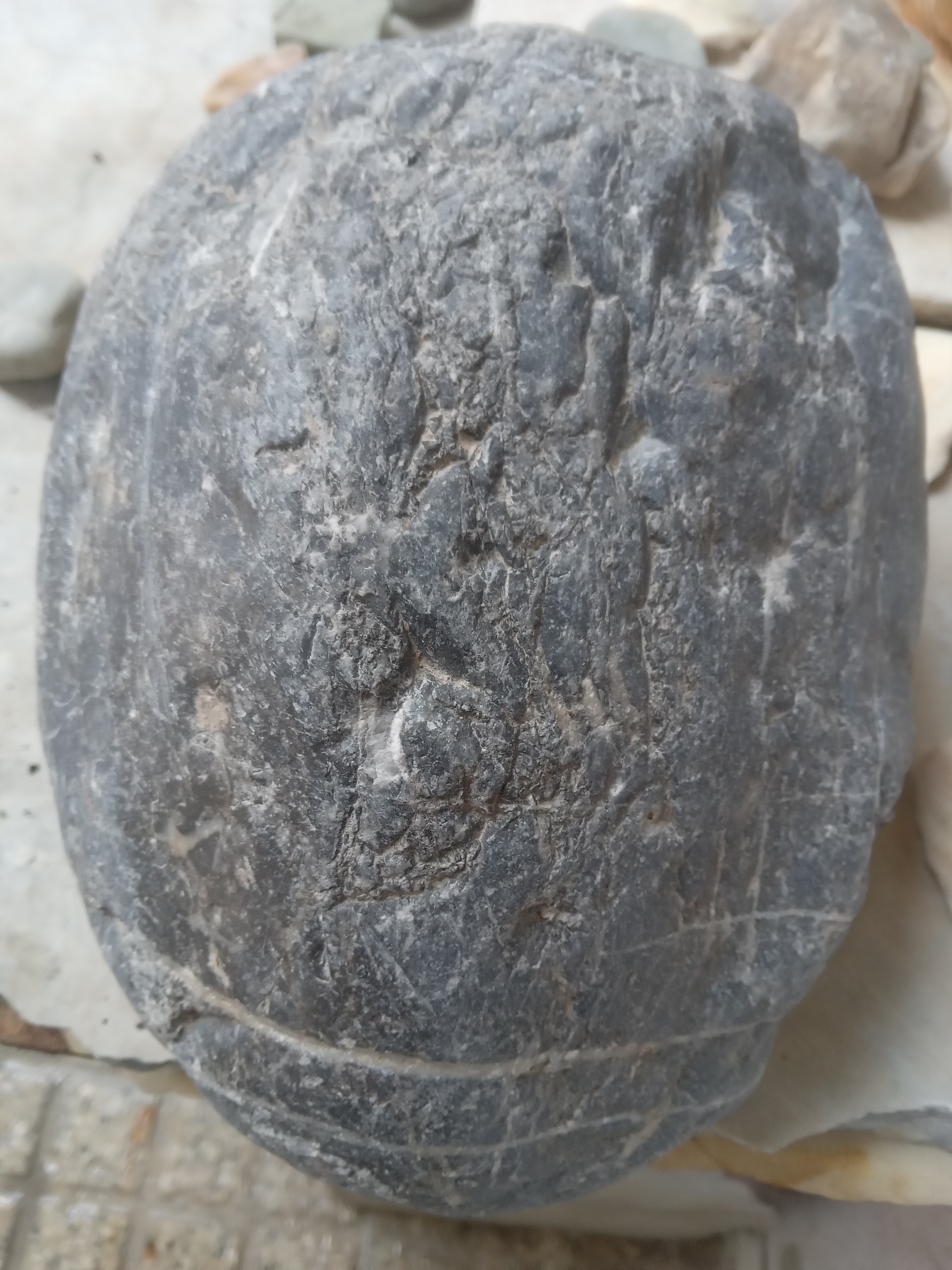 سنگ راف فیروزه شجری