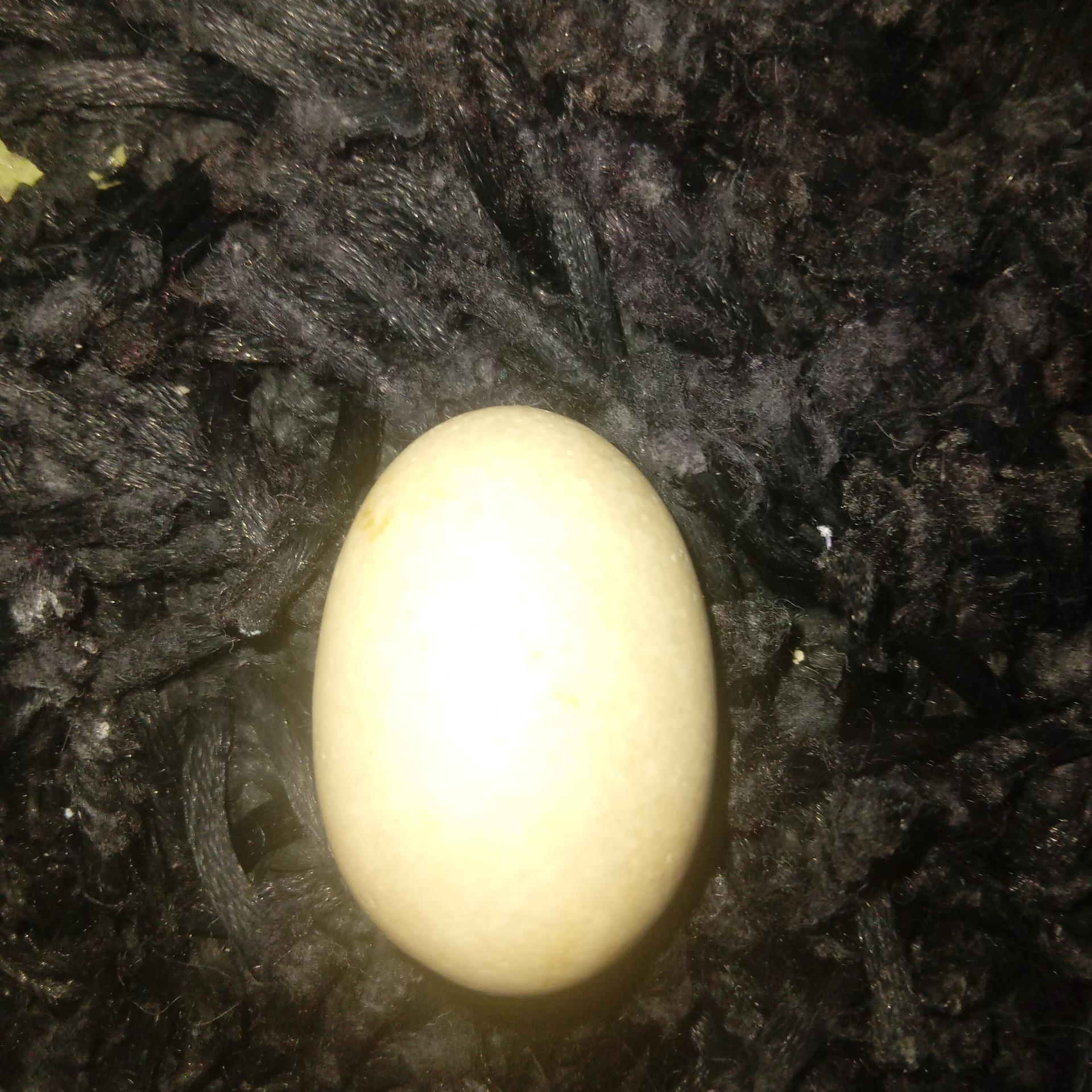 الماس آسیاب بیضی و اصلی