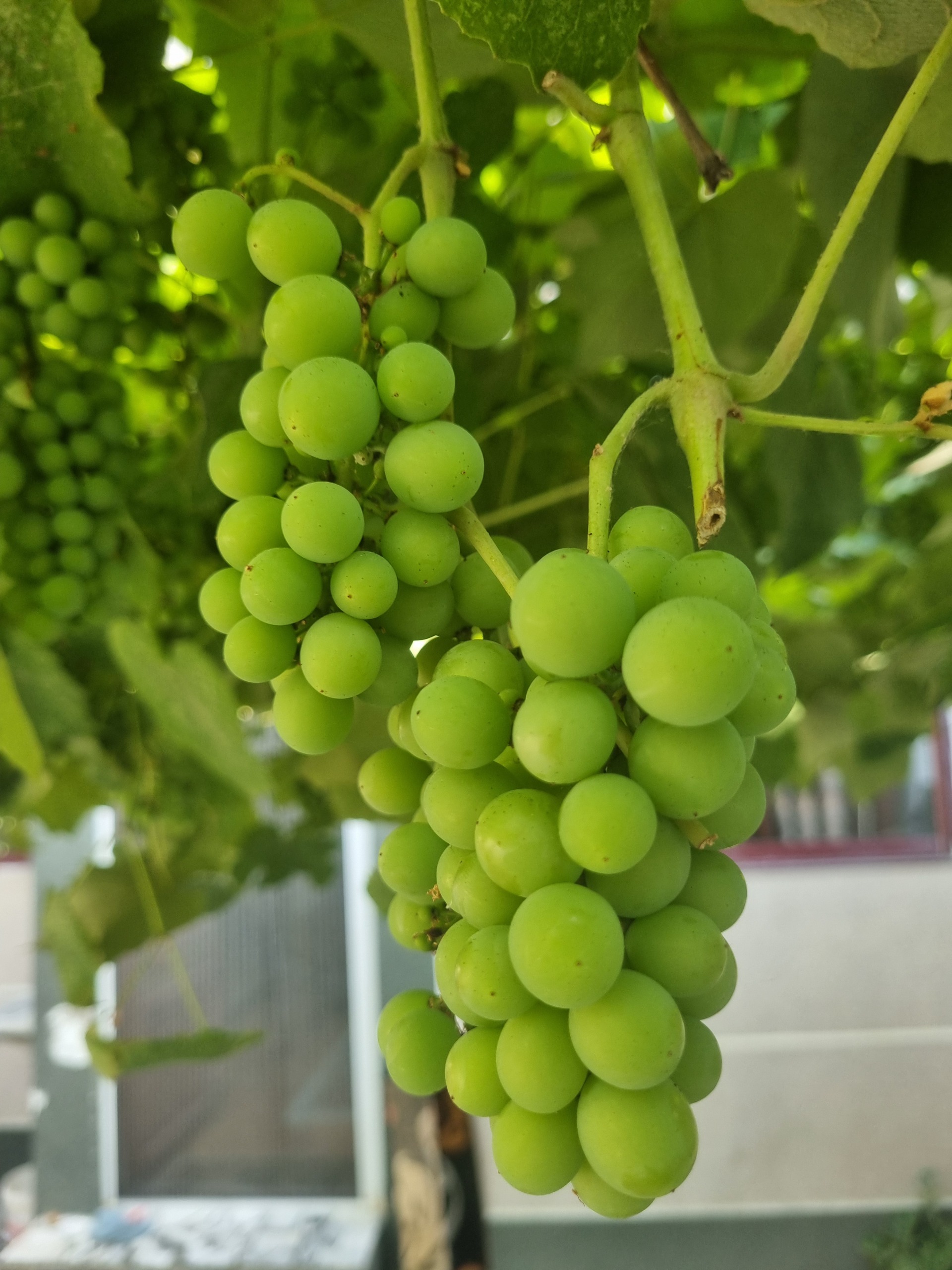 إبغوره طبیعی تازه