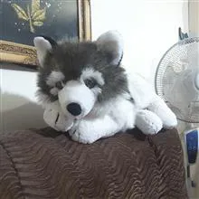 سگ