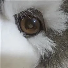 سگ