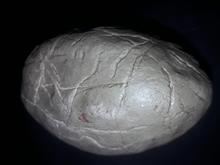فسیل
