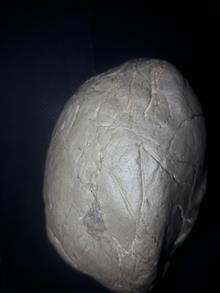 فسیل