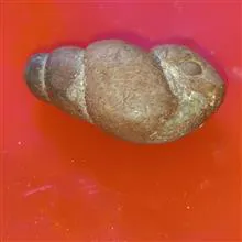 انواع