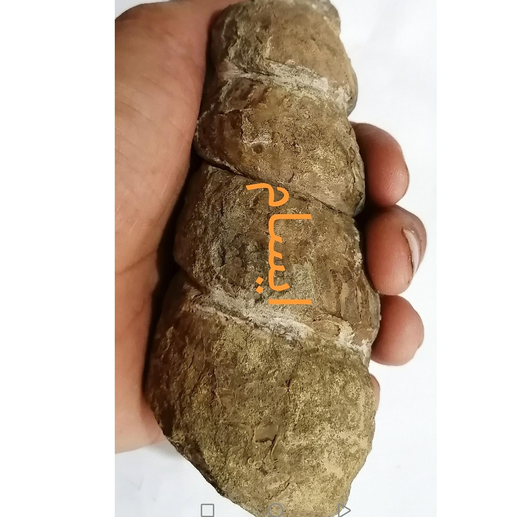 بزرگترین فسیل امونیت هترومورف ایسام