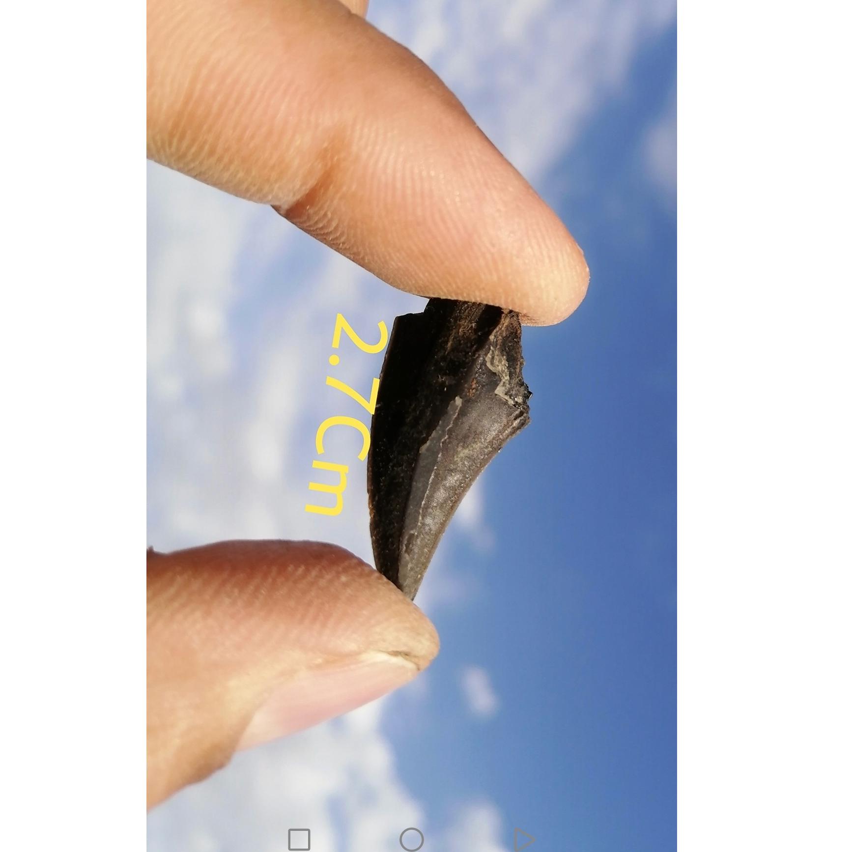 فسیل دندان کوسه کرتاسه بالایی(کامپانین)