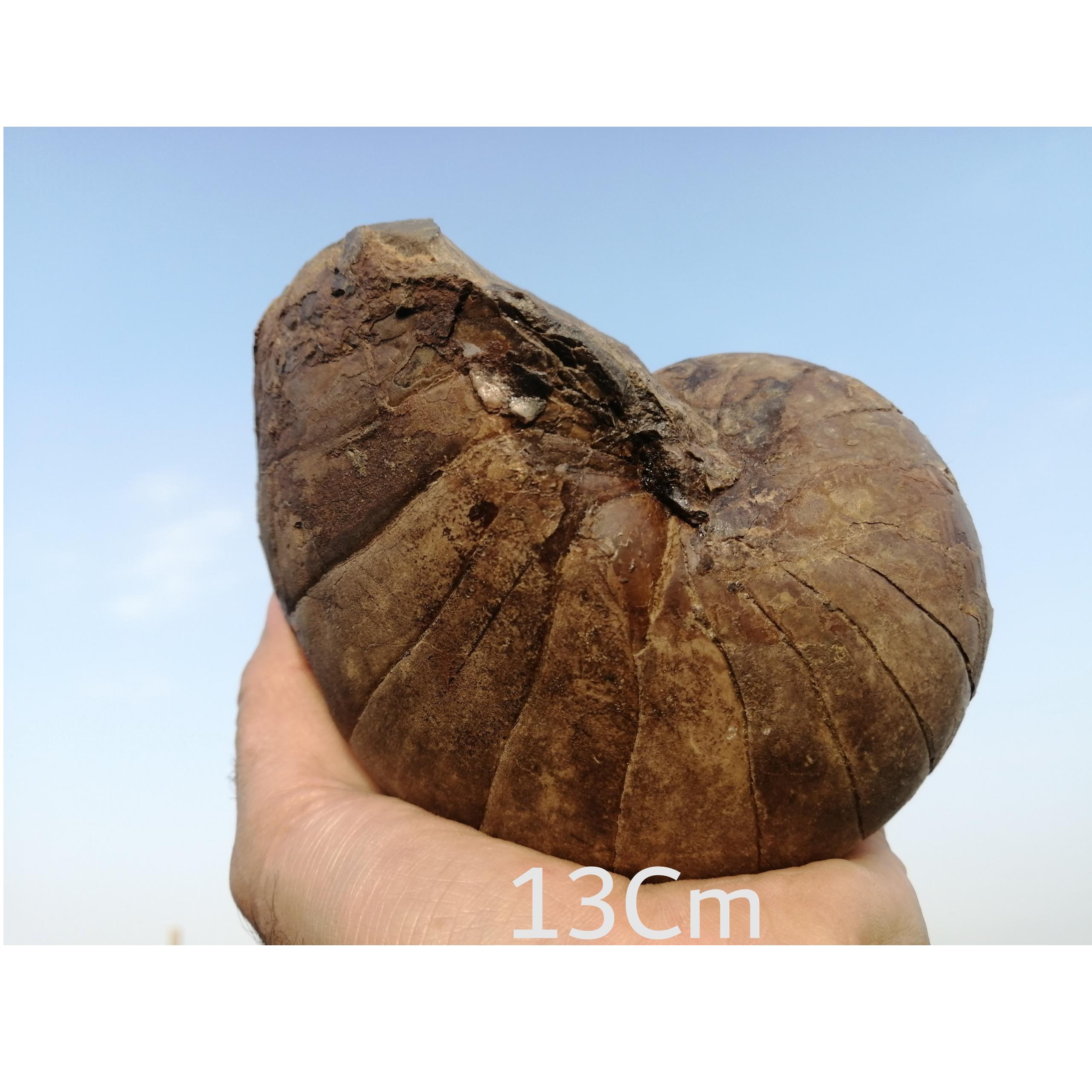 فسیل بزرگ و کمیاب ناتیلویید 6 و نیمرو