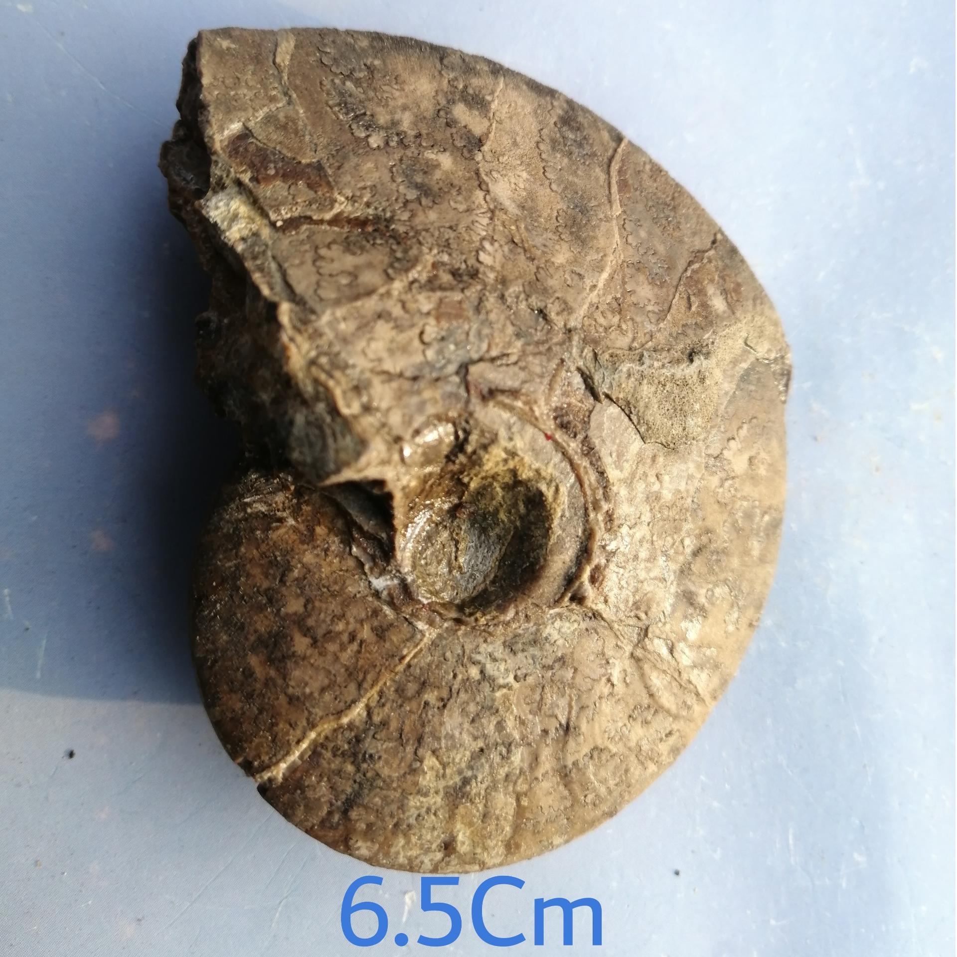 فسیل کمیاب امونیت4 و نیمرو