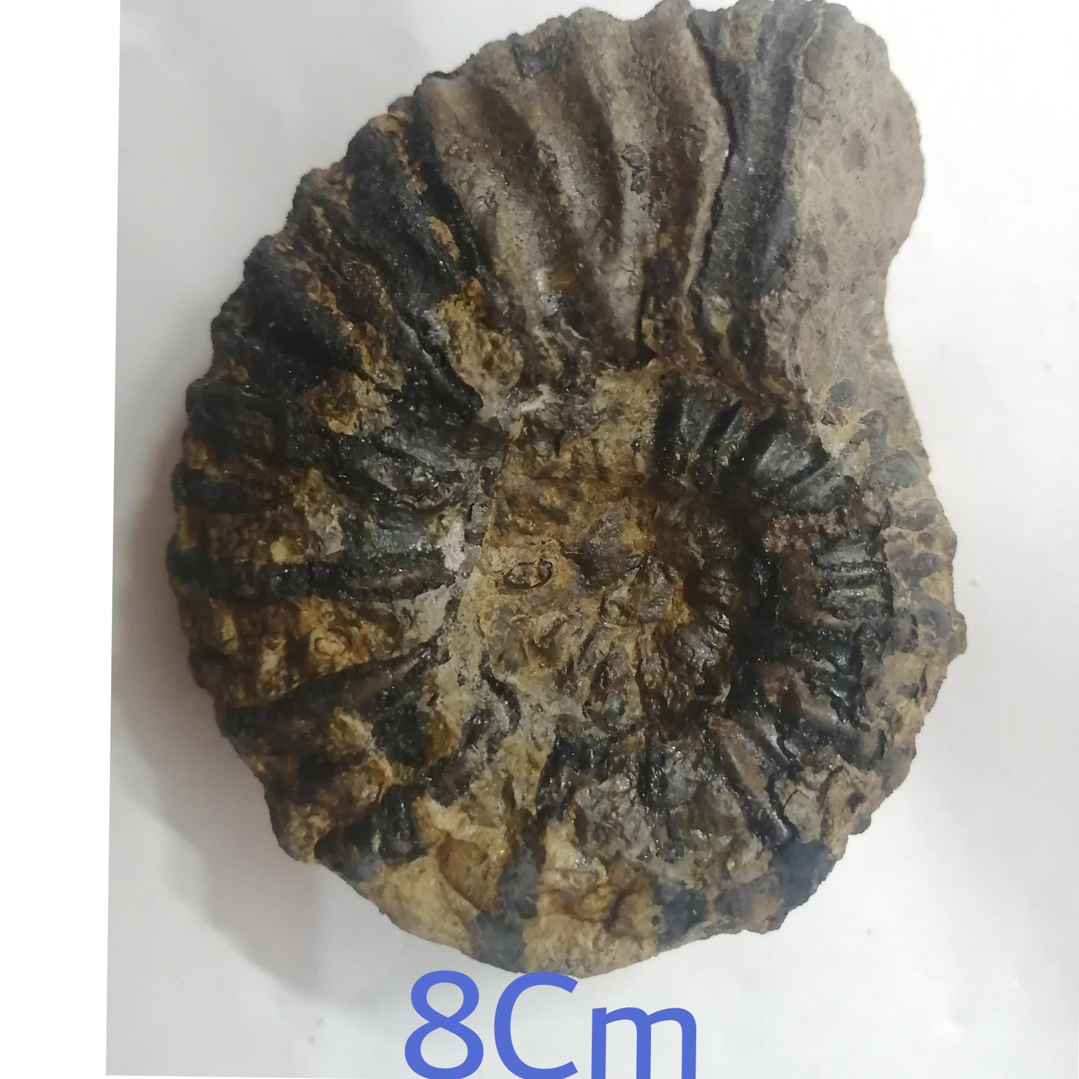 فسیل کمیاب امونیت کپه داغ