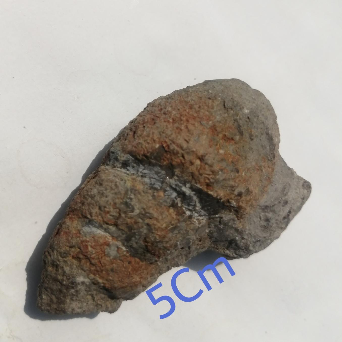 فسیل کمیاب گاستروپود پرمین کپه داغ