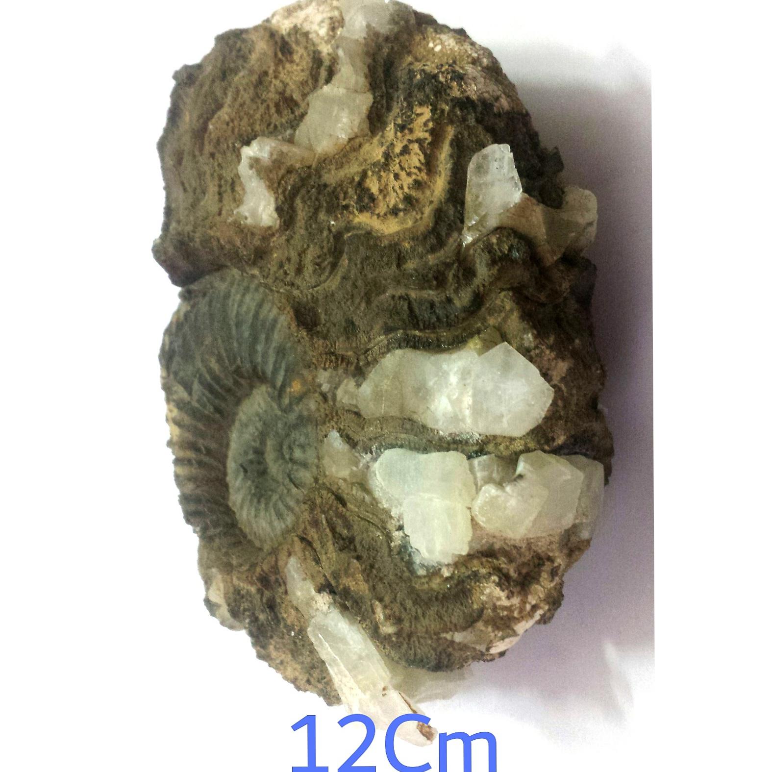 عجیب ترین و کمیاب ترین فسیل امونیت کپه داغ