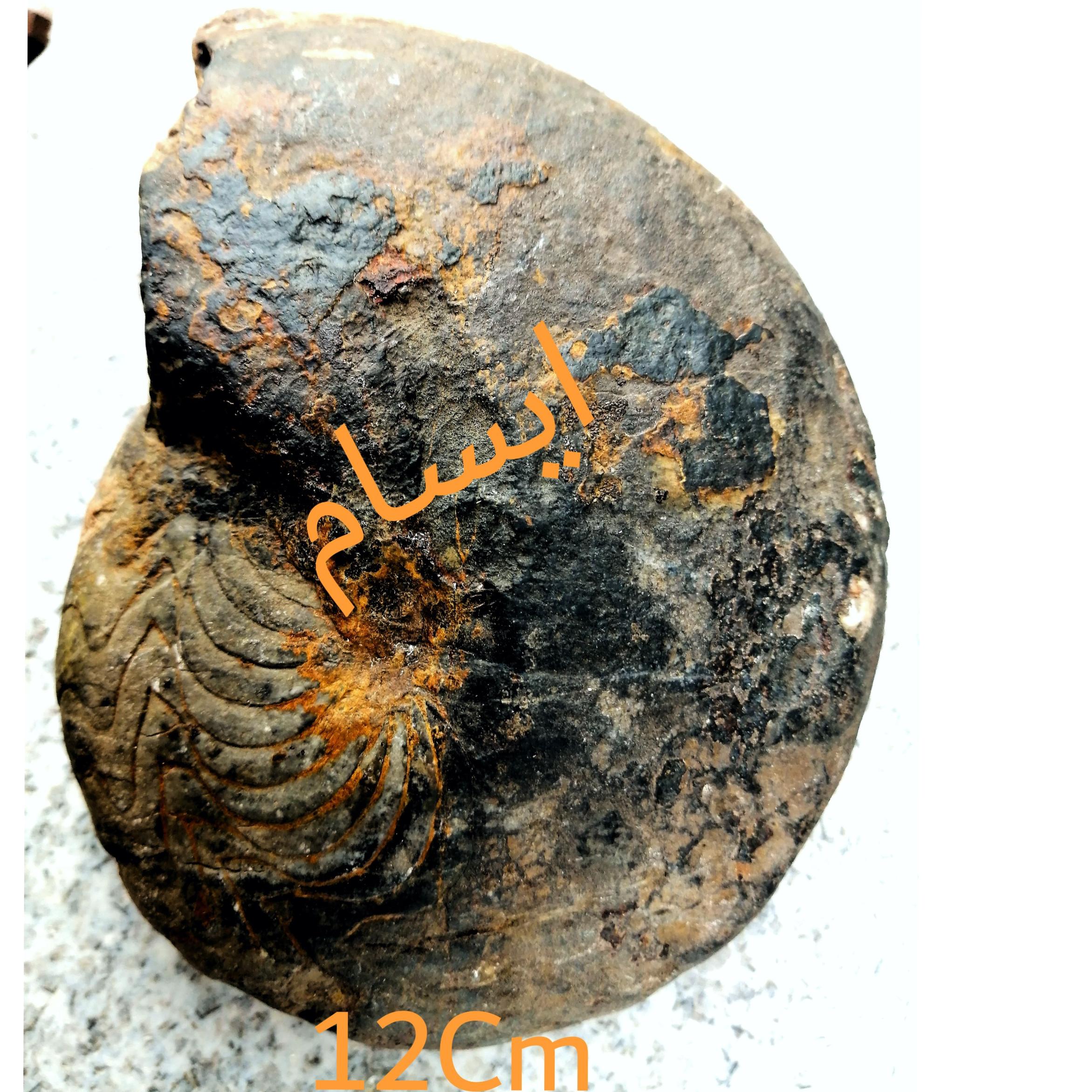 بزرگترین فسیل گونیاتیت دونین ایسام با خط درز مشخص