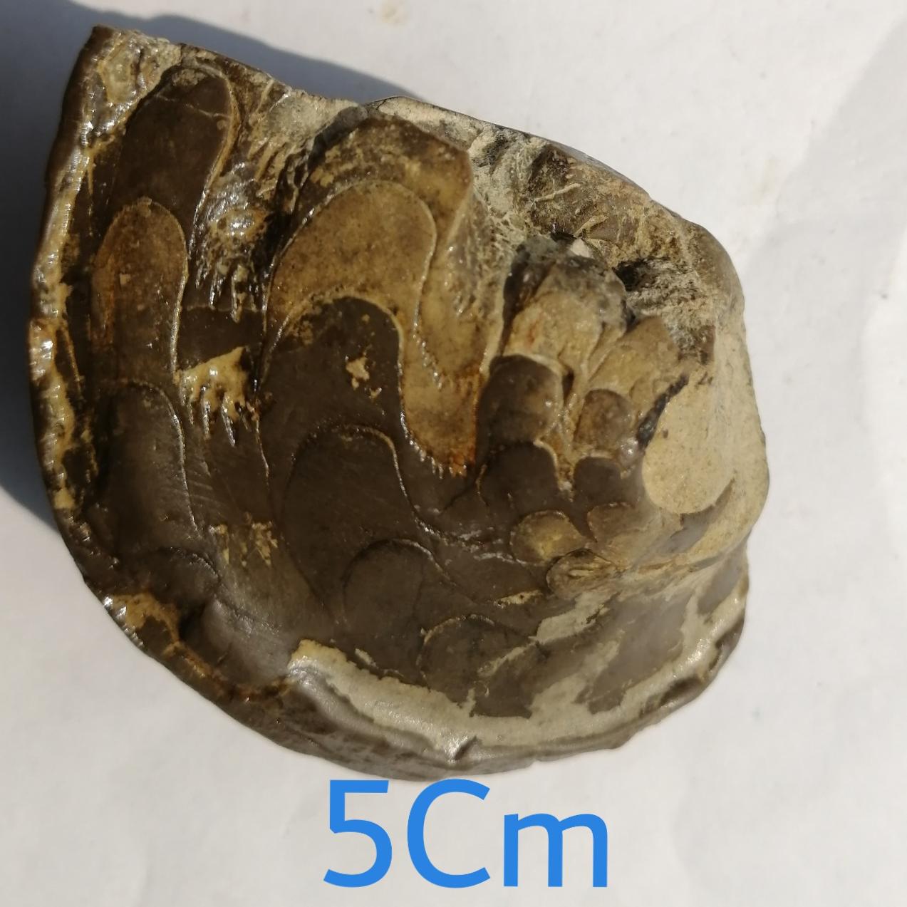 فسیل کلکسیونی سراتیت